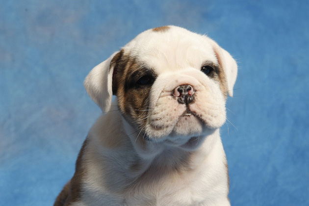 Mascot Madness: Our Picks For The Cutest Animals in The NCAA