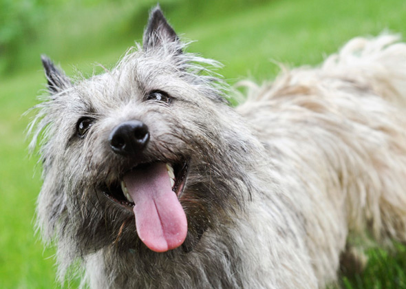 Cairn Terrier