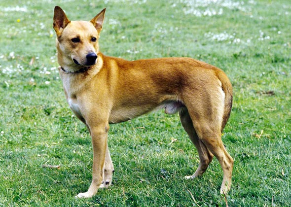 Canaan Dog