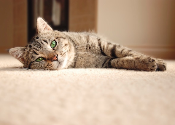 Experts and Readers Share Surefire Tips for Getting Pet Stains Out of Carpet
