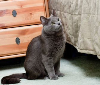 Cat by Bed