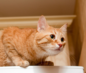Cat getting ready to play
