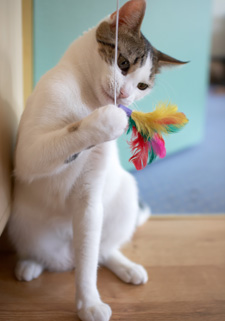 cat playing with feather toy