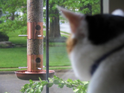 Cat staring at bird feeder