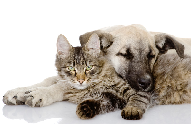 Cat and Dog Cuddling