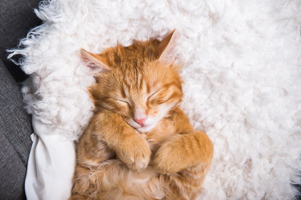 7 Heated Cat Beds for Cozy Comfort [2025 Picks]
