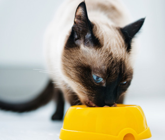 Cat eating food