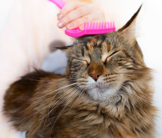 Cat getting combed