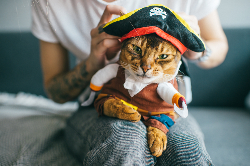 8 Best Halloween Costumes for Cats in 2025