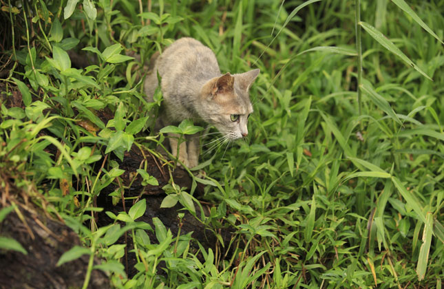 Cat Hunting