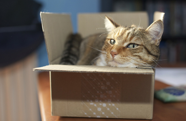 Cat in Box