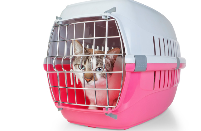 Cat in Carrier