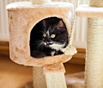 Cat in cat furniture