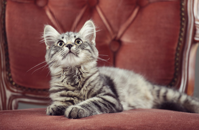 Cat in Chair