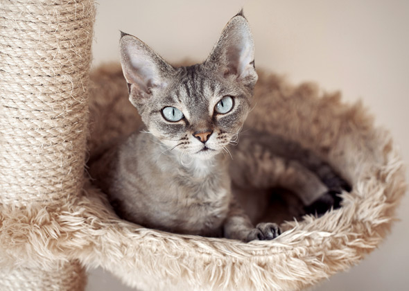 Give your cat some alone time.