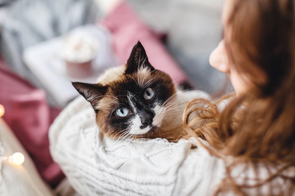 7 Best Cat Joint Supplements of 2025
