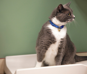 Cat on being weighed on scale