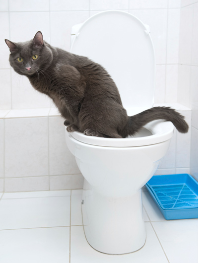 Cat on Toilet
