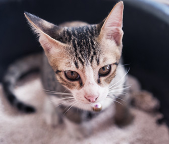 Signs of urinary tract disease in cats include frequent urination, inability to urinate and urinating outside the litterbox