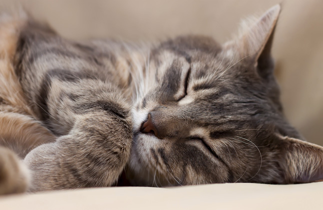 Cat Sleeping