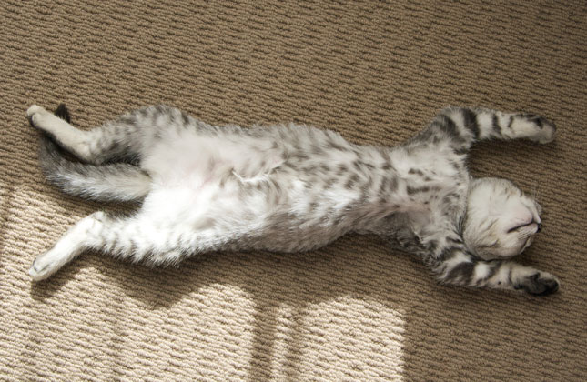 Cat Stretched Out