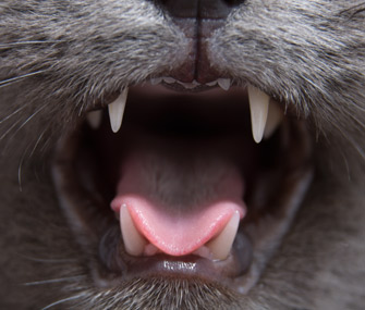 Cat teeth