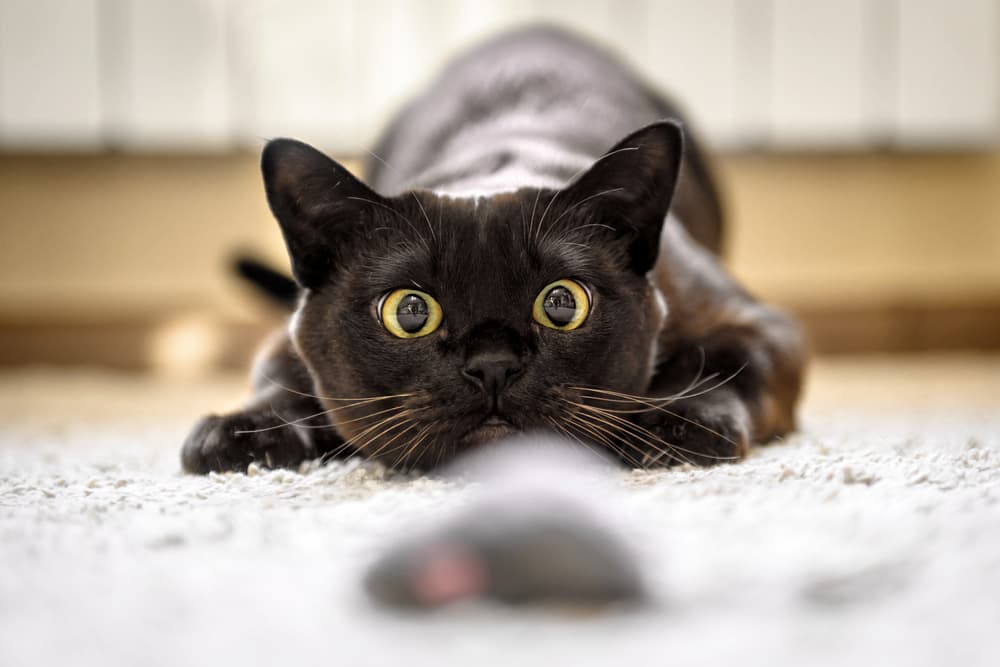 8 Best Electronic and Remote Control Cat Toys of 2025