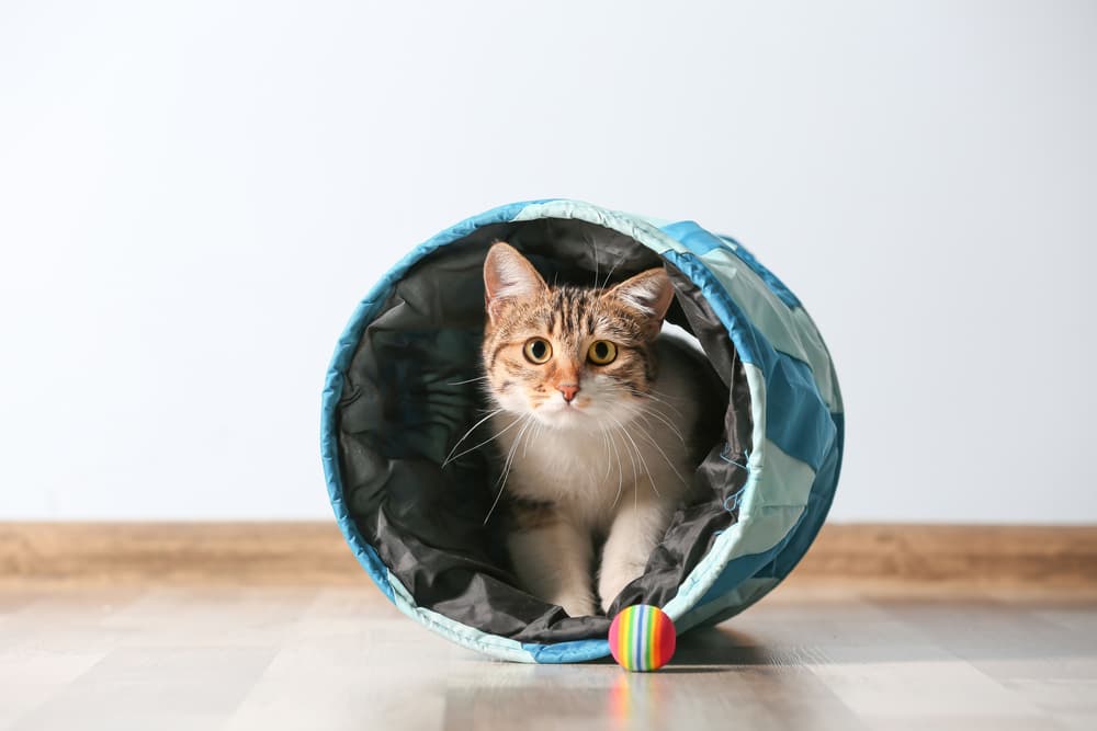 6 Best Cat Tunnels of 2025