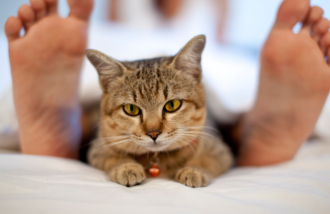 Cat With Person's Feet