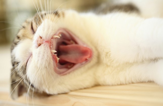 Cat Yawning