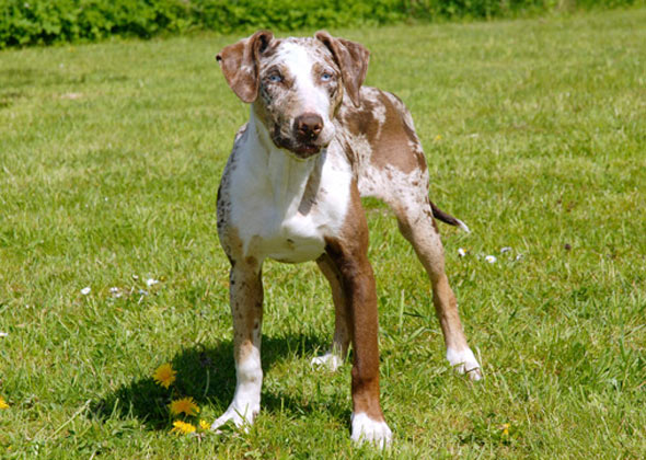 Catahoula Leopard Dog