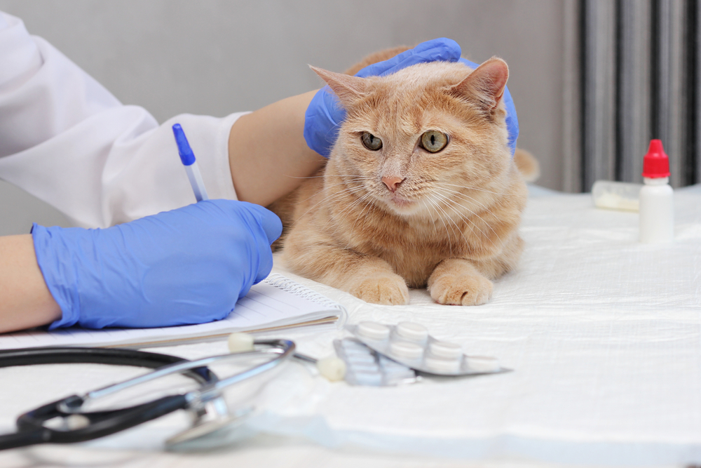 cat being examined by vet