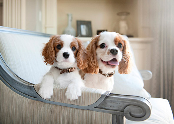 Cavalier King Charles Spaniel