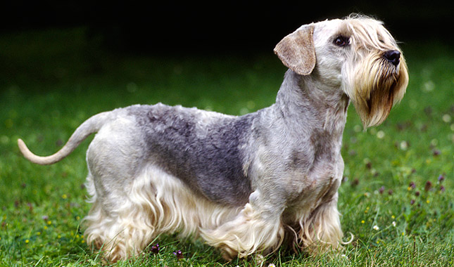 Cesky Terrier Dog Breed