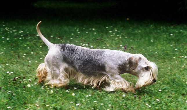 Cesky Terrier Dog Breed