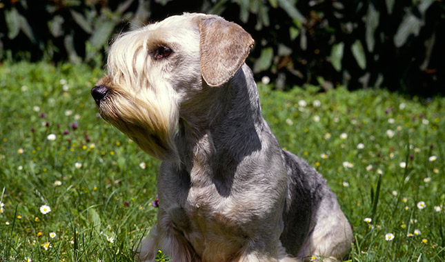 Cesky Terrier Dog Breed
