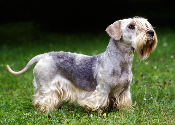 Cesky Terrier