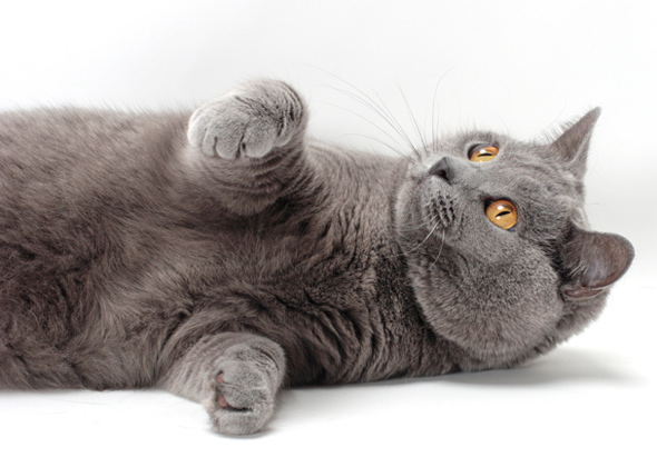 Chartreux