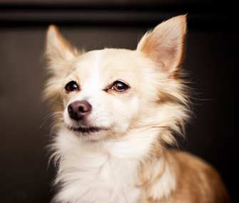 Chihuahua dog breed