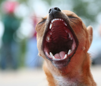 4 Tactics to Curb Unwanted Barking