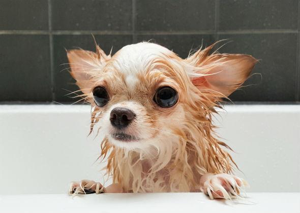 Bathe your dog less frequently.