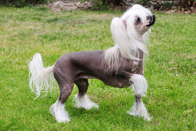 Chinese Crested