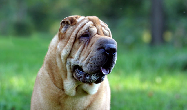 Chinese Shar-Pei Dog Breed
