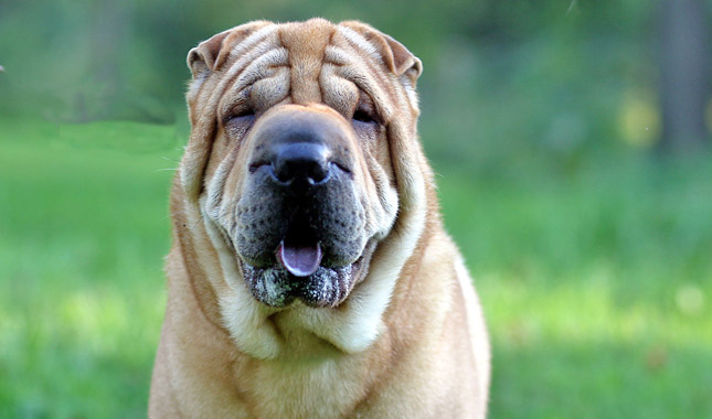 Chinese Shar-Pei Dog Breed