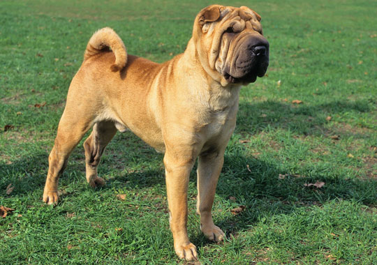 Chinese Shar-Pei Dog Breed
