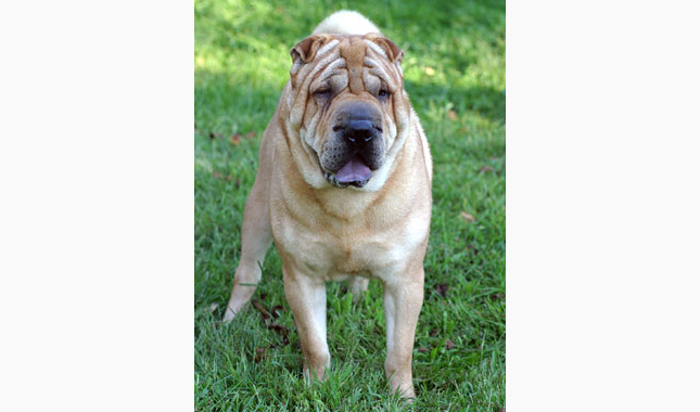 Chinese Shar-Pei Dog Breed