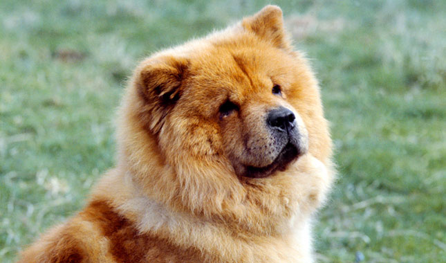 Chow Chow dog face