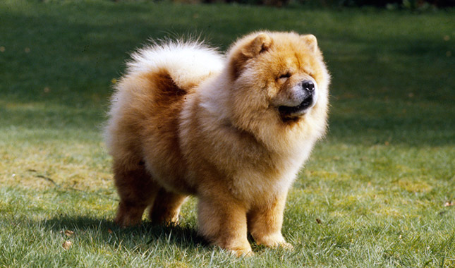Chow Chow dog