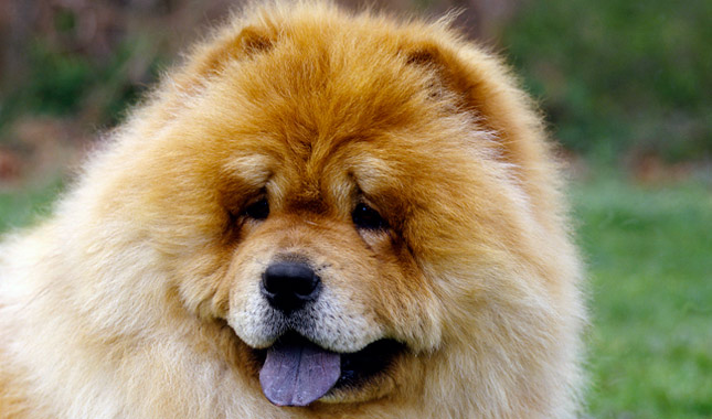 Chow Chow dog close up