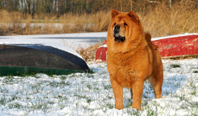 Chow Chow